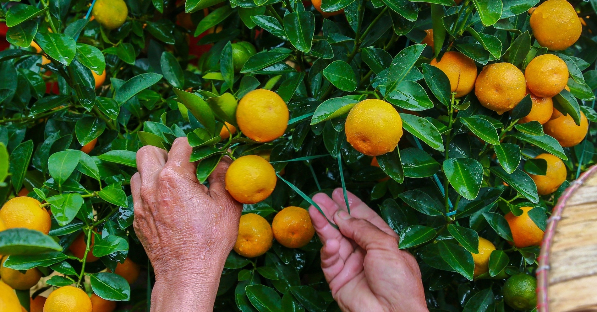 Hai chiếc xe đạp và chậu quất chiều 28 Tết khiến người thầy nhớ suốt đời