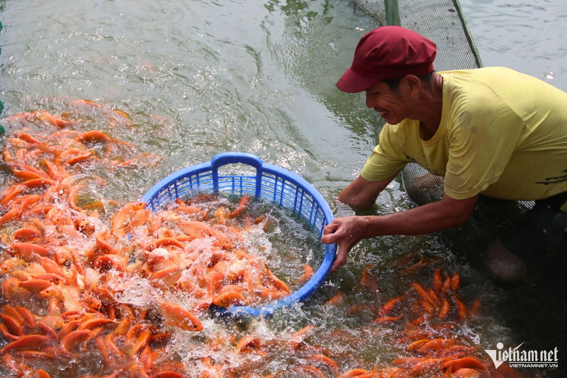 Làng cá chép Đồng Nai tất bật trước ngày ông Công ông Táo