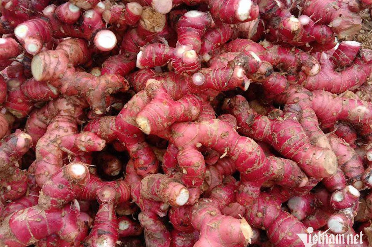 Loại củ gia vị cay ấm, trợ thủ chữa đầy bụng, khó tiêu