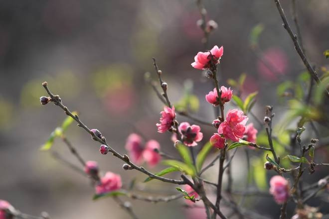 Lời chúc Tết bằng tiếng Anh hay, ý nghĩa mừng năm mới 2026