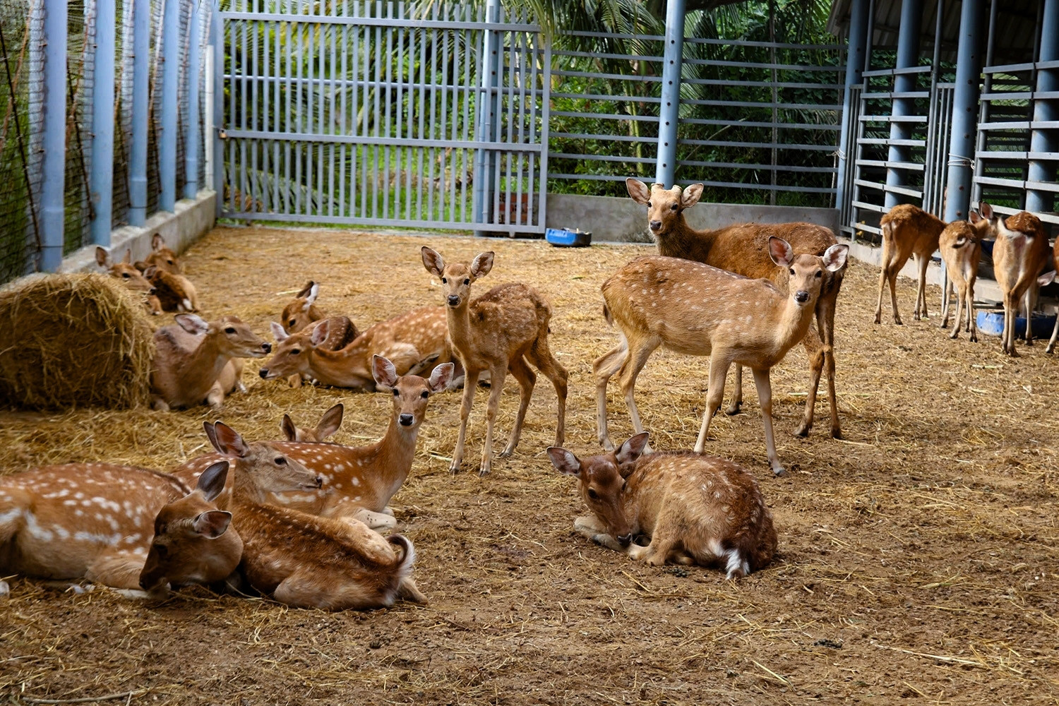 Cải tạo chuồng cũ nuôi hươu sao, nông dân miền Tây thu 300 triệu/năm
