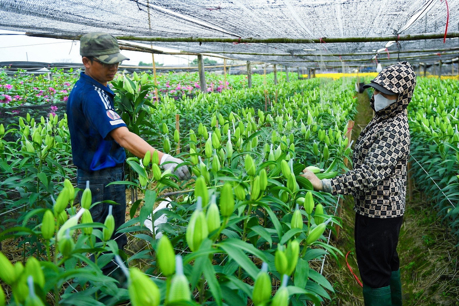 Người dân Tây Tựu thu trăm triệu từ loài hoa 'không thể thiếu' dịp Tết