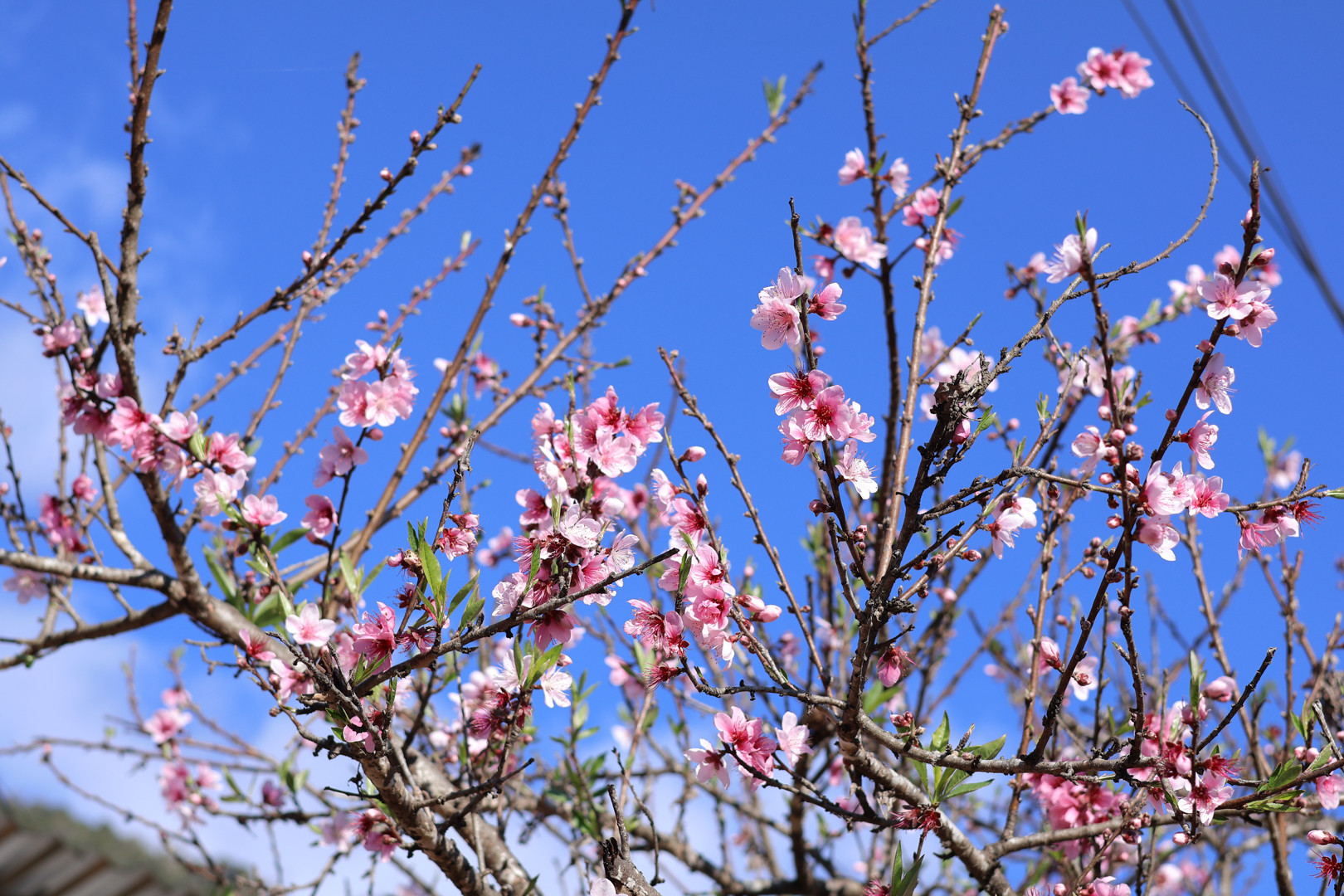 Hoa đào nở rộ ở bản Sì Thâu Chải những ngày cận Tết Nguyên đán