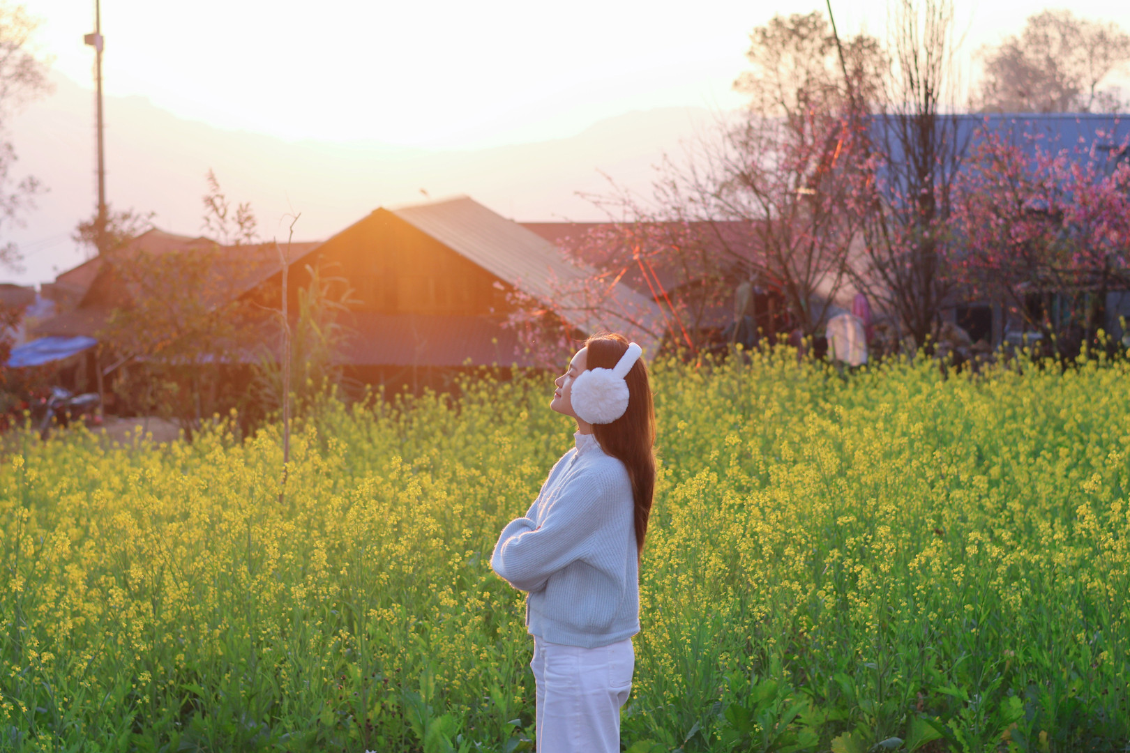 Cánh đồng hoa cải vàng rực trong chiều hoàng hôn