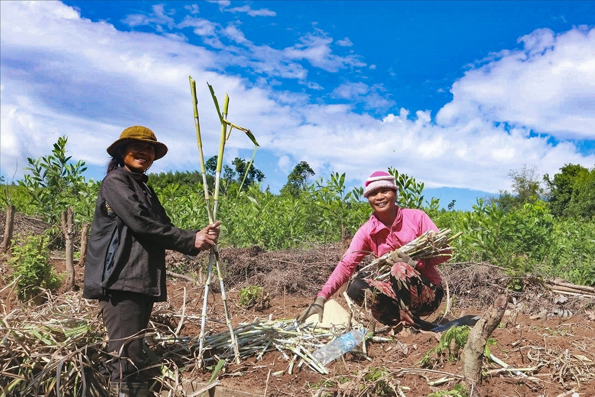 Từ lòng hồ lên vùng đất mới: Buôn Thung khởi sắc