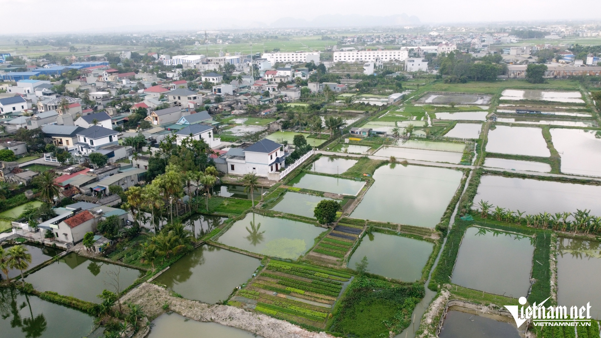 W-a1Nuôi cá chép đỏ dịp.JPG.jpg