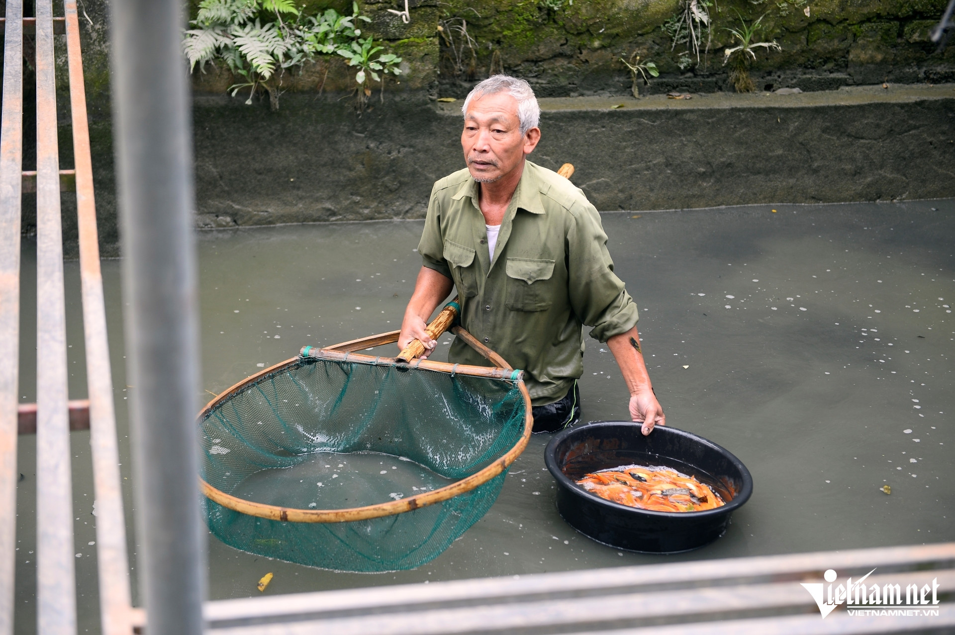 W-a2Nuôi cá chép đỏ dịp.JPG.jpg