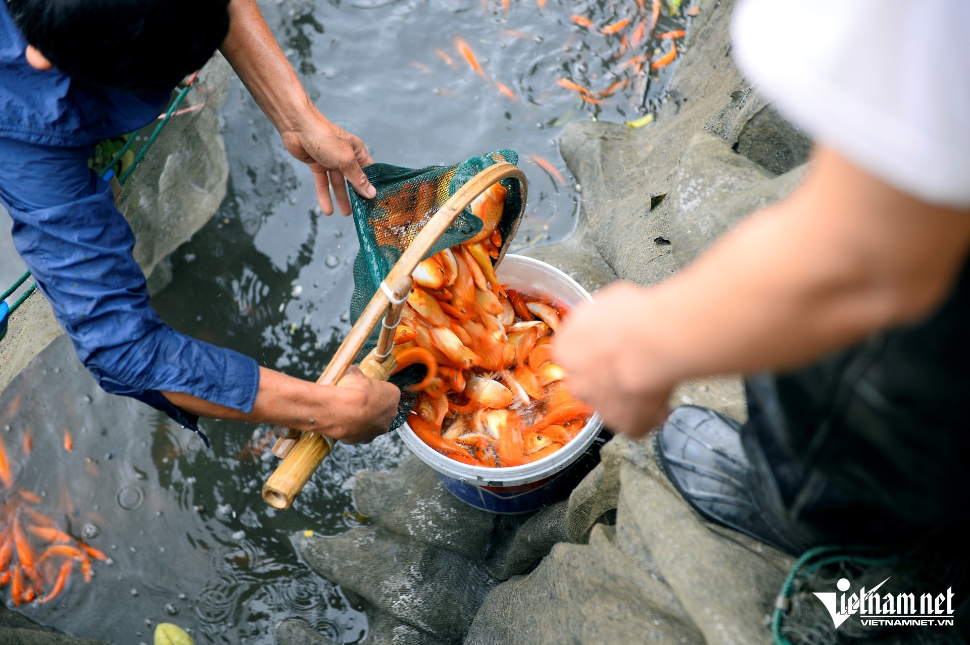 W-a3Nuôi cá chép đỏ dịp.JPG.jpg