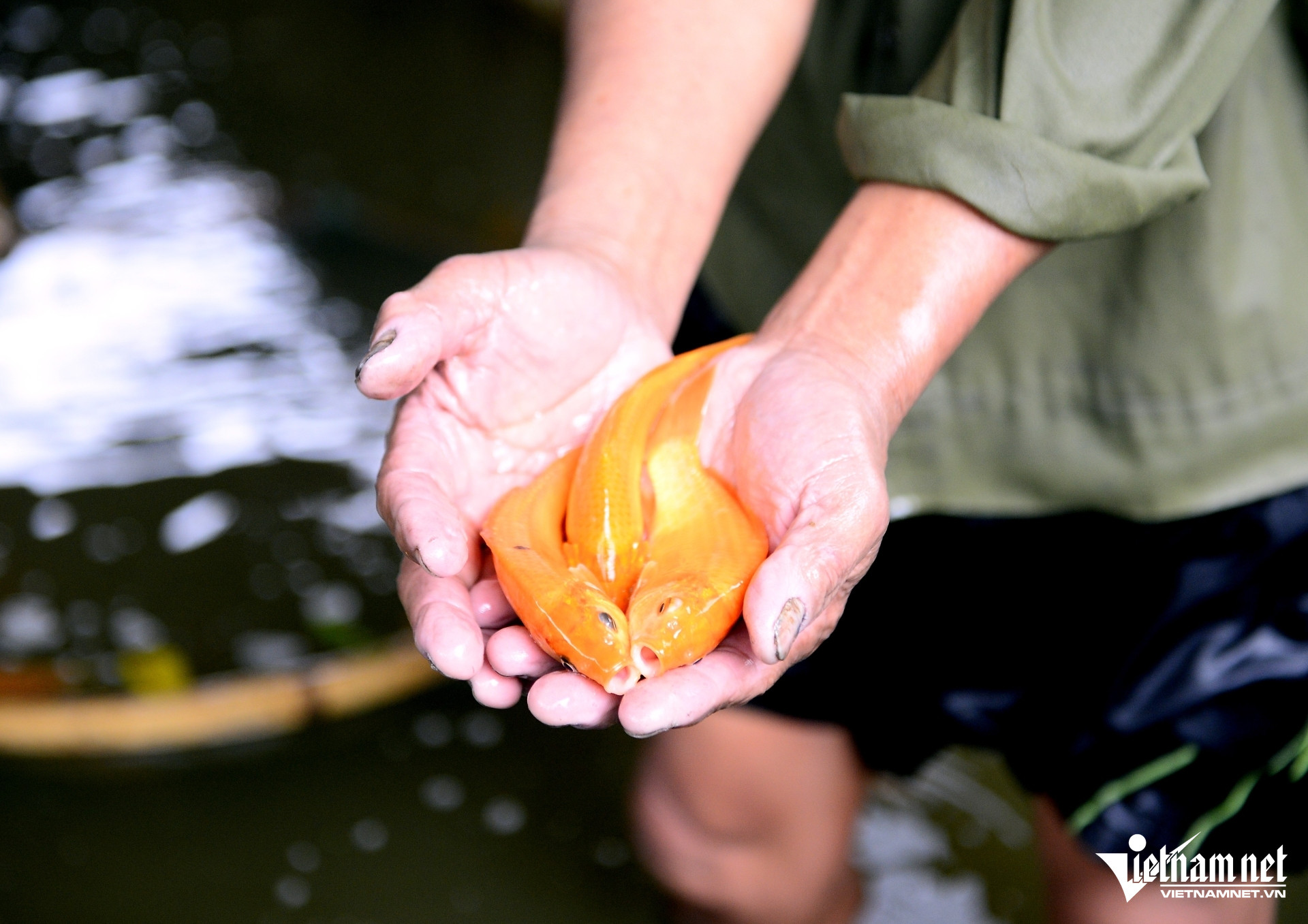 W-a4Nuôi cá chép đỏ dịp.JPG.jpg