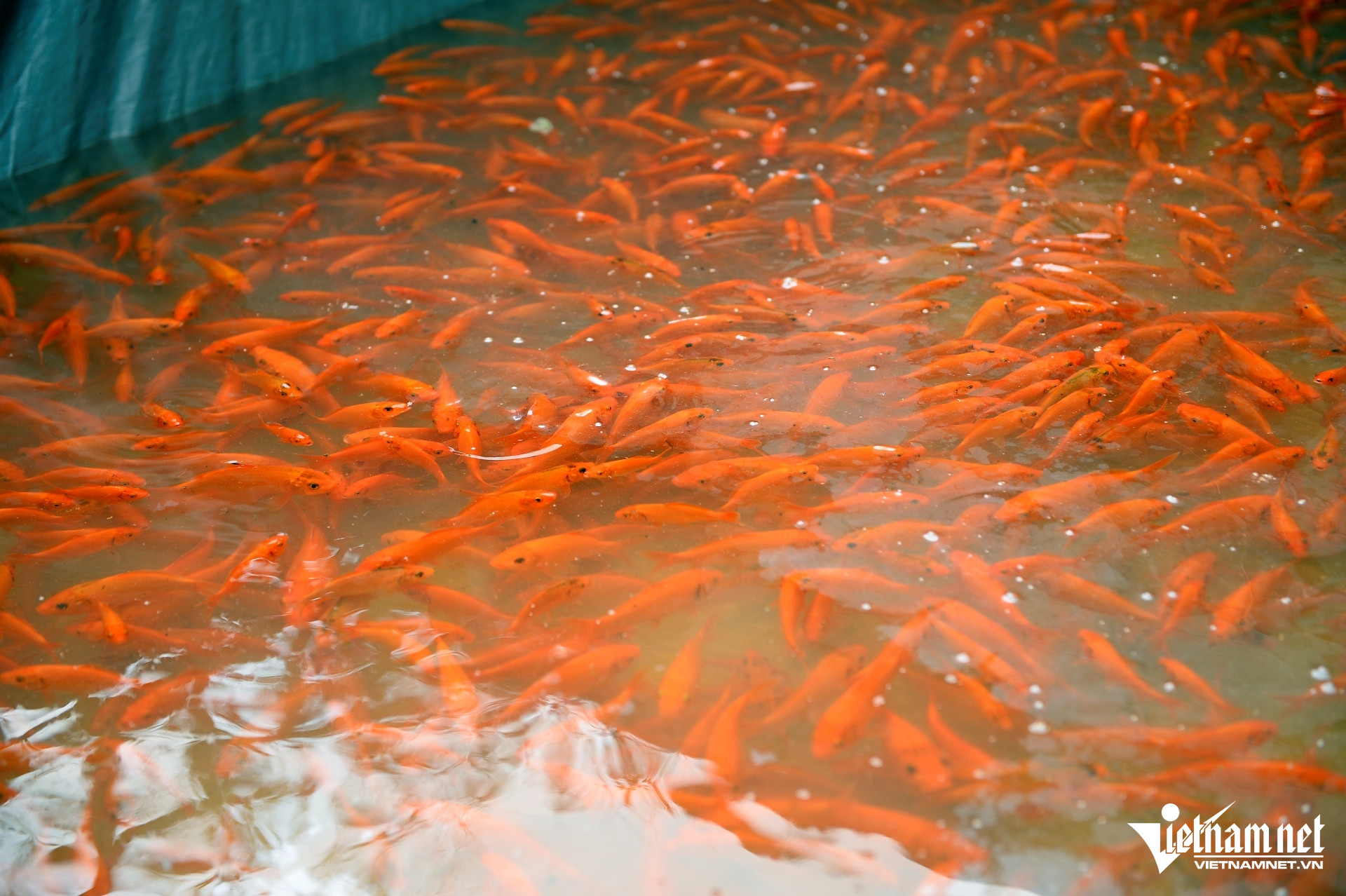 W-a5Nuôi cá chép đỏ dịp.JPG.jpg
