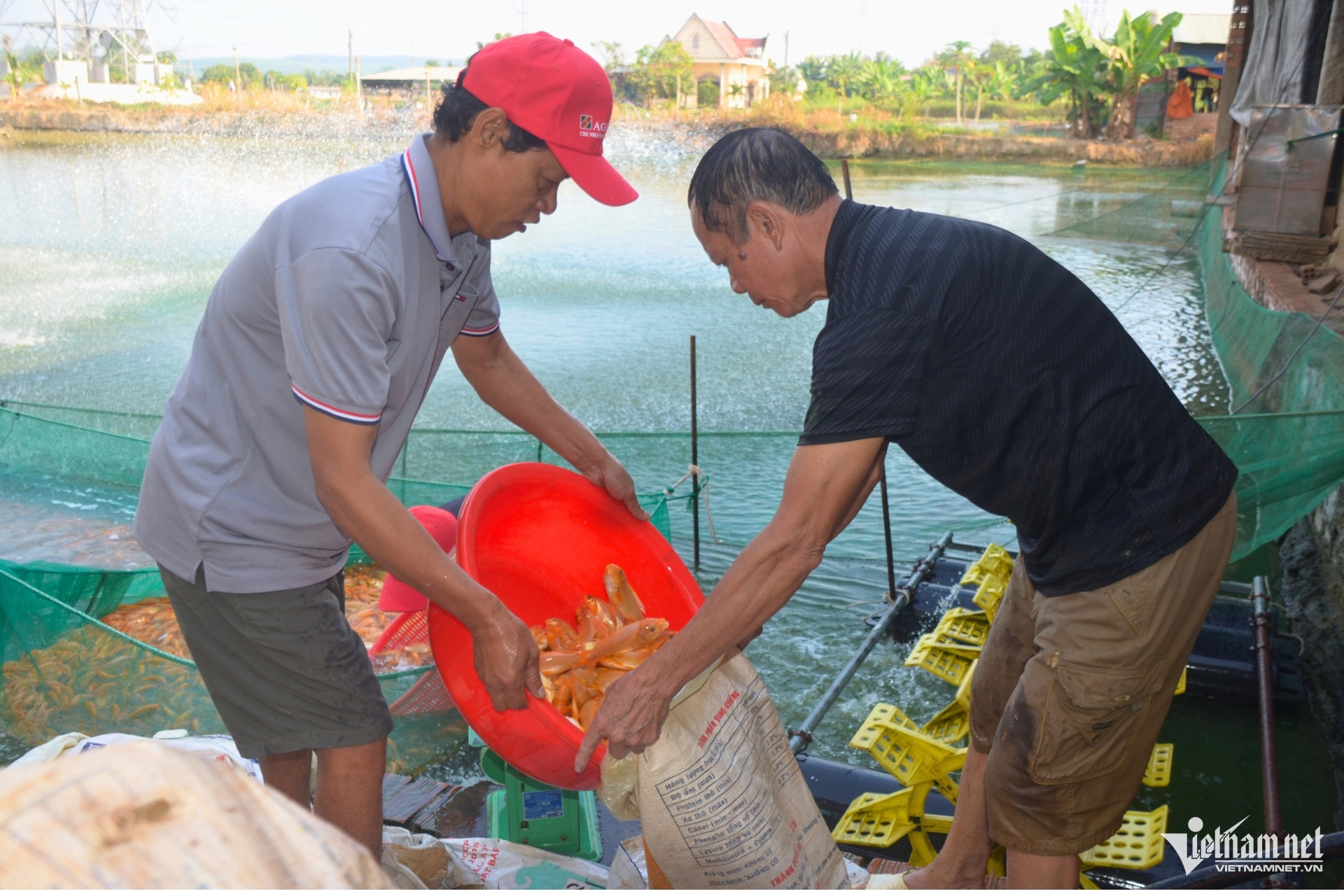 W-ca chep ong tao 1.jpg