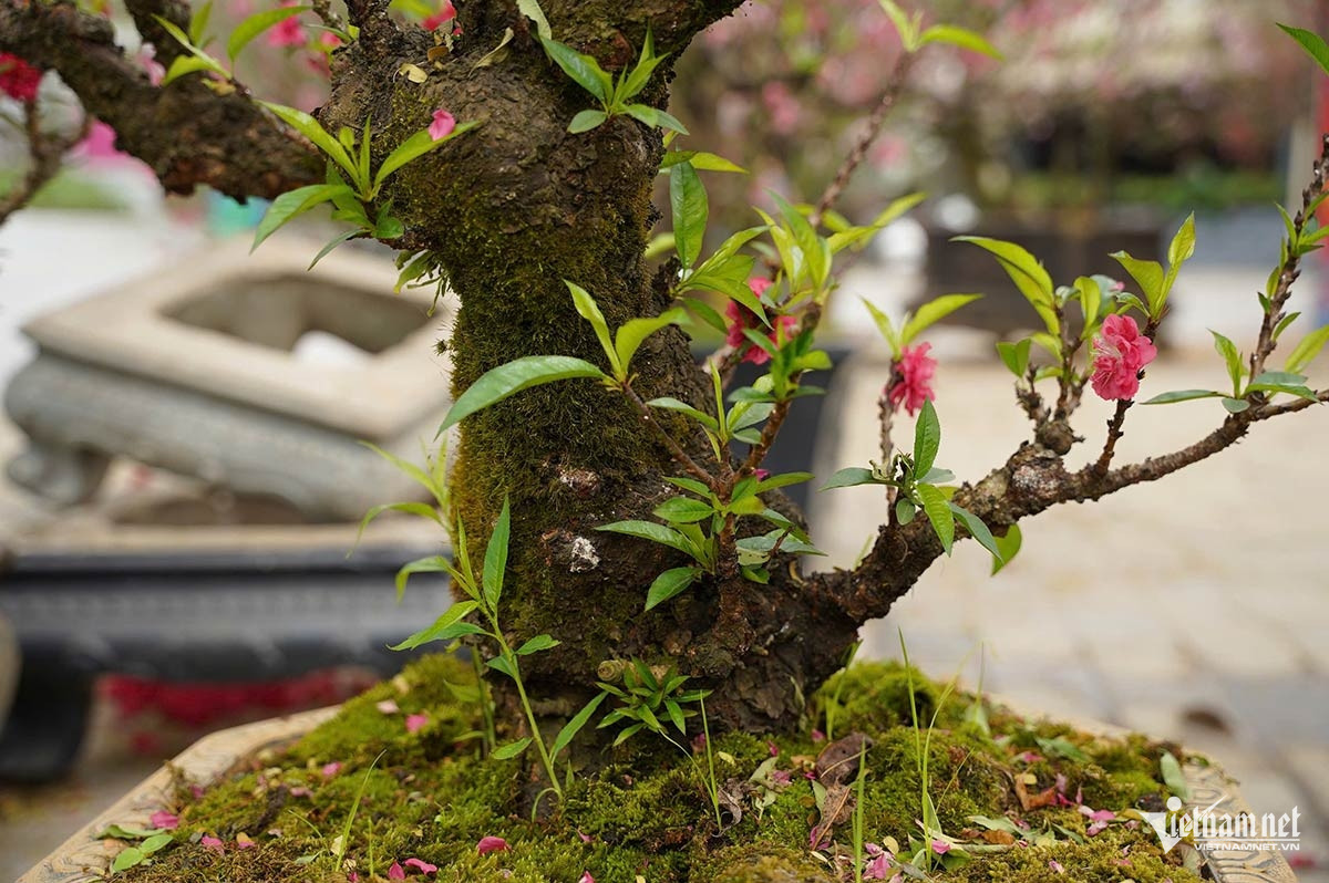 W-dao that tho 1.jpg