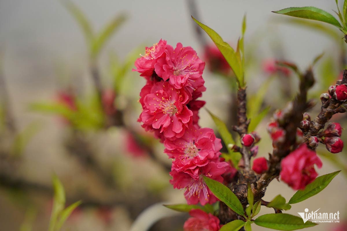 W-dao that tho 10.jpg