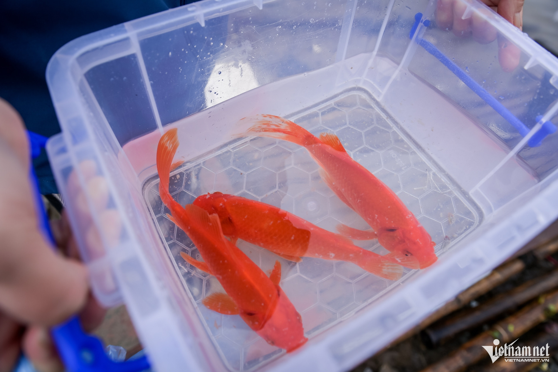 W-thả cá chép_9.jpg