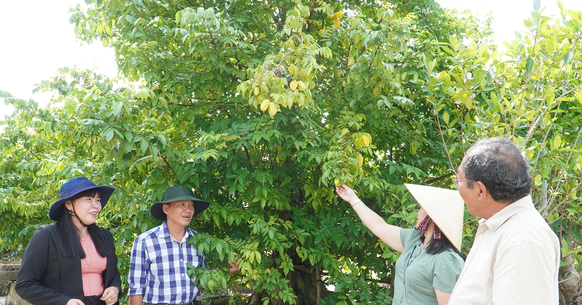'Bí mật' sau vườn kiểng bonsai bạc tỷ của người đàn ông ở Cần Thơ