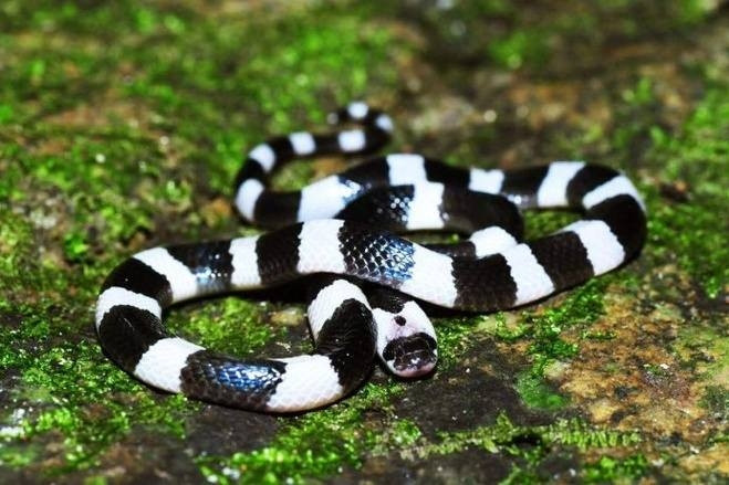 Hành khách mang huyết thanh từ TPHCM ra Huế giúp cứu bé gái bị rắn cạp nia cắn