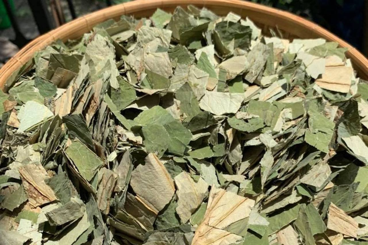 Loại lá giảm béo hiệu quả nhưng 2 nhóm người cần thận trọng khi dùng