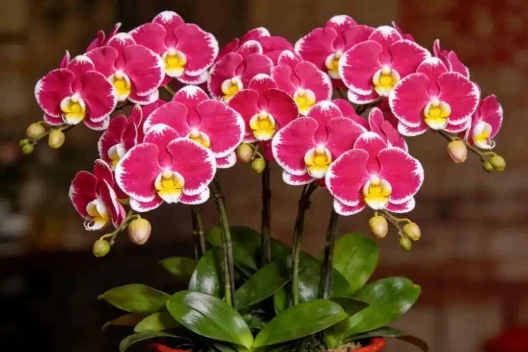 4 cây cảnh ‘hút tài lộc’ được dân buôn săn lùng: Có loại như ‘kho vàng mini’