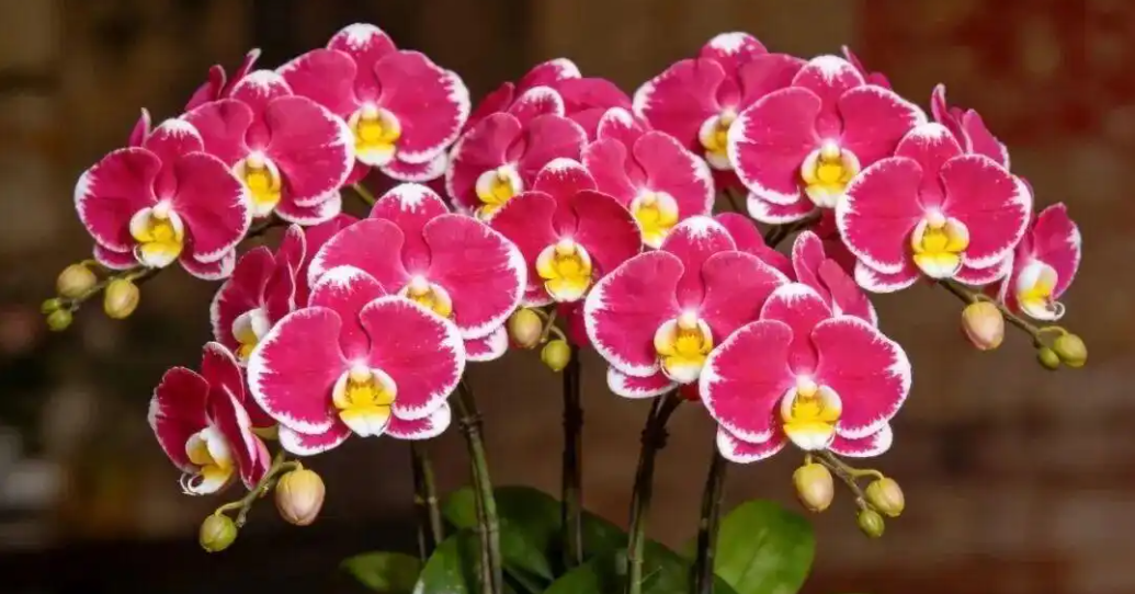 4 cây cảnh ‘hút tài lộc’ được dân buôn săn lùng: Có loại như ‘kho vàng mini’