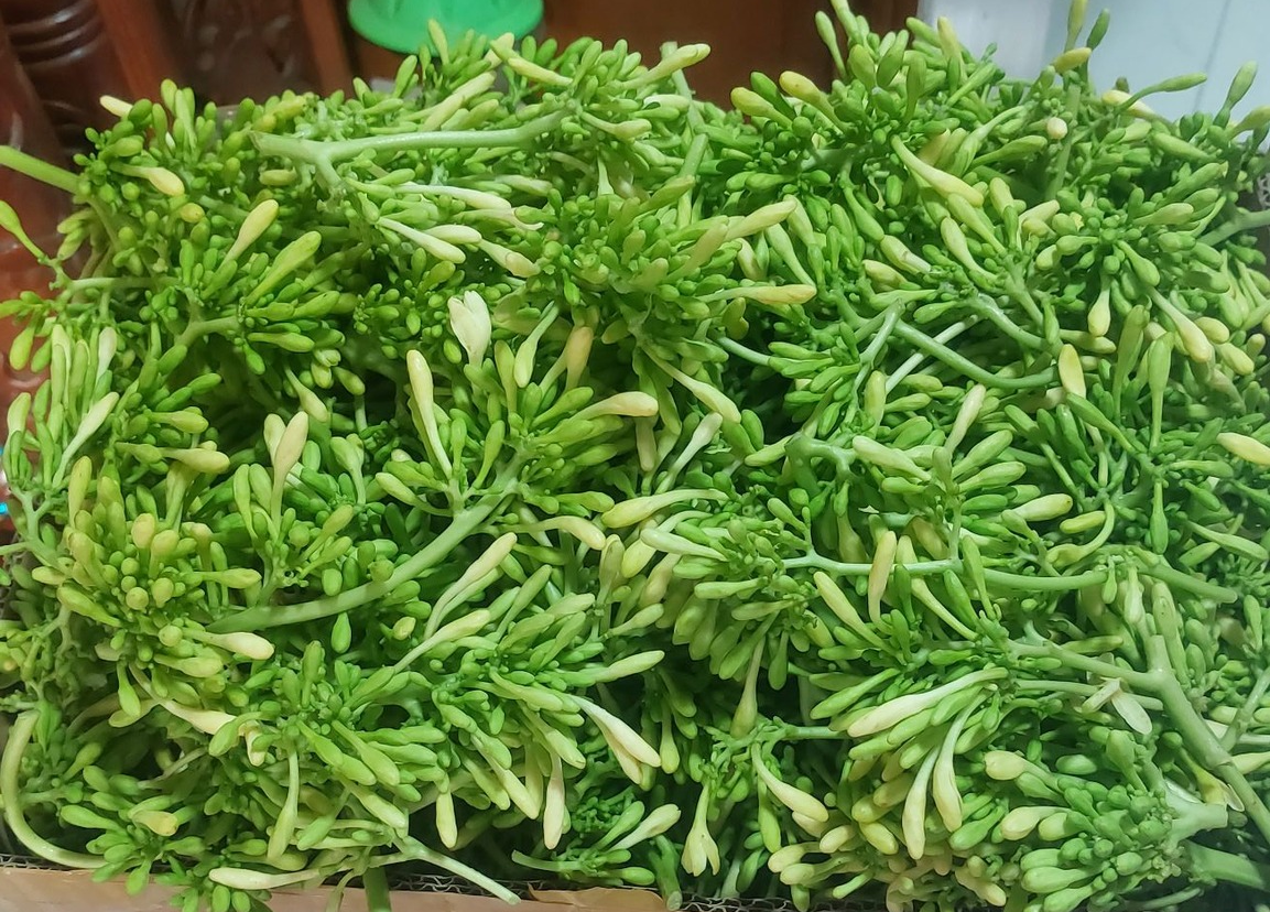 hoa đu đủ đực.png