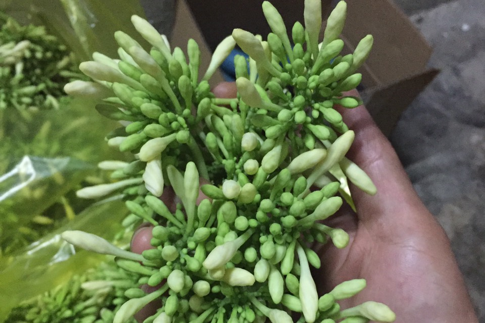 Hoa đu đủ đực trị ho, ai không nên dùng?