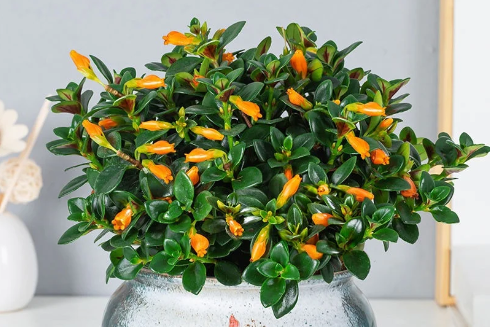 Loài cây nở hoa giống đàn cá vàng bơi lội, tượng trưng cho tài lộc tụ hội