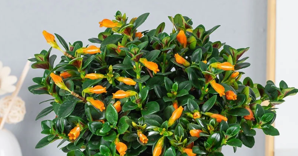 Loài cây nở hoa giống đàn cá vàng bơi lội, tượng trưng cho tài lộc tụ hội