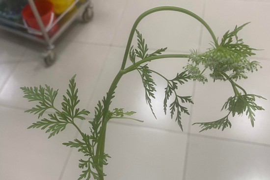 Bản tin chiều 11/3: Ba người phải đi cấp cứu sau khi ăn cần dại