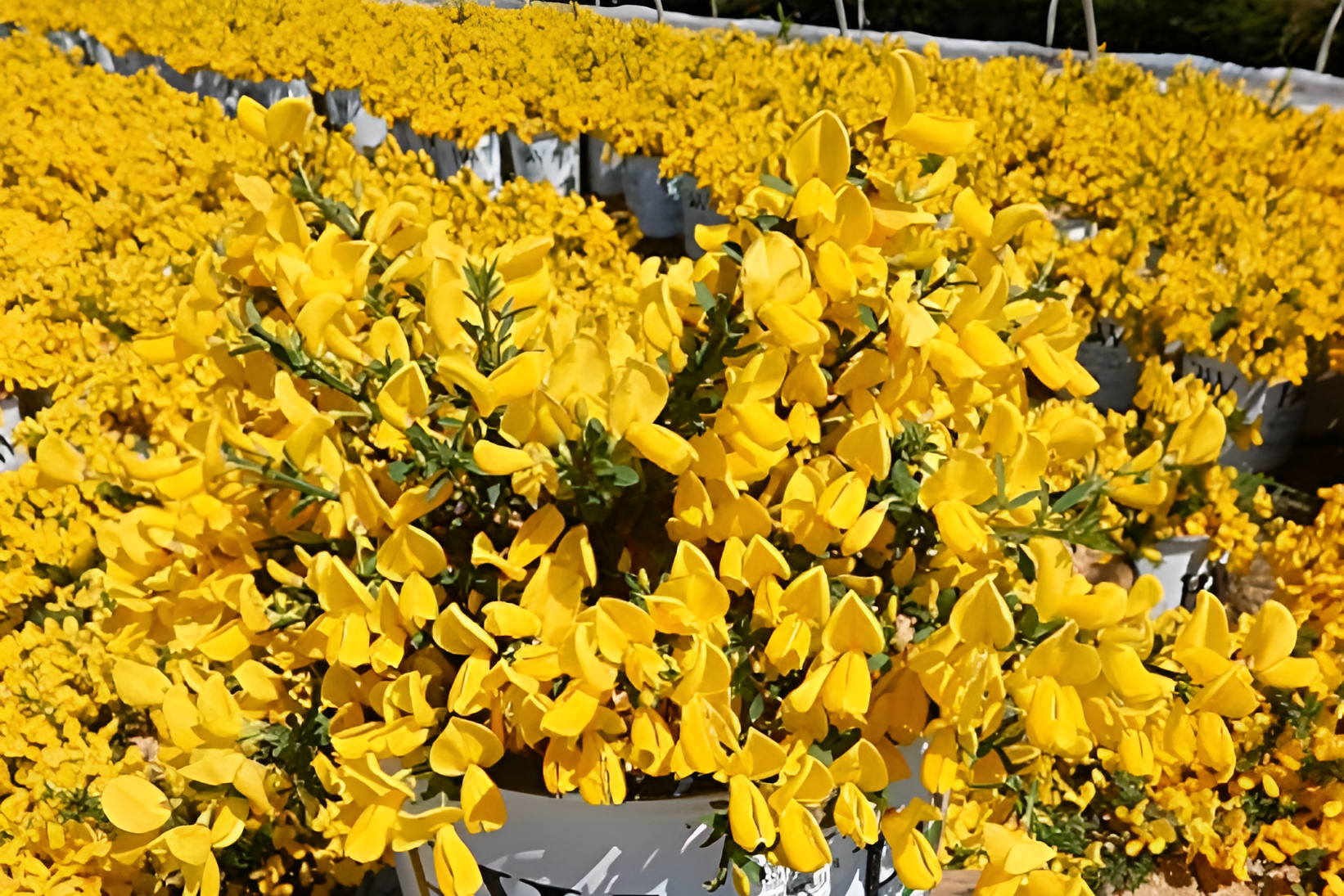 Loài cây hoa vàng rực rỡ mang ý nghĩa phú quý, tiền tài và may mắn