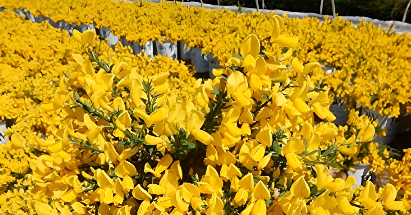 Loài cây hoa vàng rực rỡ mang ý nghĩa phú quý, tiền tài và may mắn