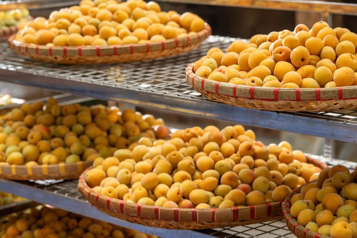 Sau cuộc nhậu, nhiều người uống nước mơ giảm nôn nao