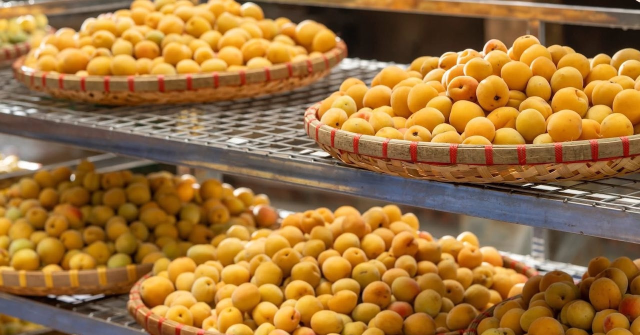 Sau cuộc nhậu, nhiều người uống nước mơ giảm nôn nao