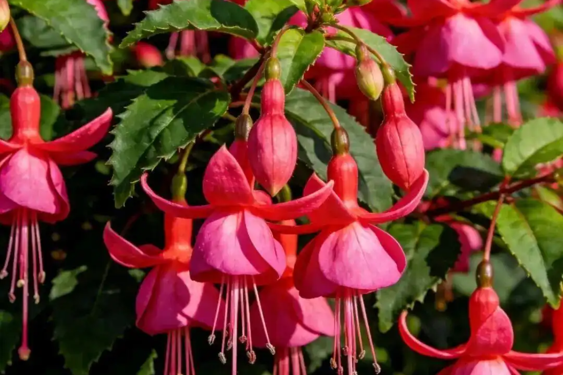 3 chậu cây nhỏ xinh hút tài lộc, khiến góc bàn và căn hộ bừng sáng