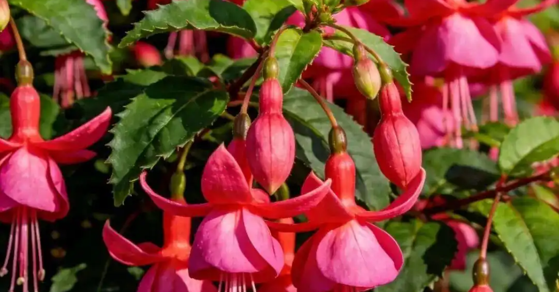 3 chậu cây nhỏ xinh hút tài lộc, khiến góc bàn và căn hộ bừng sáng