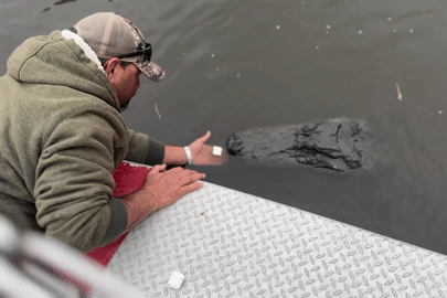 Du khách thót tim chứng kiến hướng dẫn viên hôn cá sấu khổng lồ giữa đầm lầy