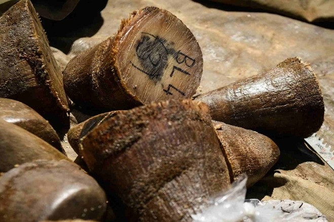 Nam Phi bắt chủ trang trại người Việt Chu Dang Khoa vì buôn lậu sừng tê giác