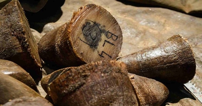 Nam Phi bắt chủ trang trại người Việt Chu Dang Khoa vì buôn lậu sừng tê giác