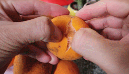 trái gùi bình dương ăn gì.gif