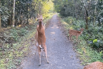2 con hươu sao 'đấu võ' ở Vườn quốc gia Cúc Phương gây sốt mạng