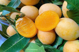 Loại lá rẻ bèo uống thay nước lọc cực tốt cho hệ tiêu hóa Loại quả giải nhiệt bán đầy chợ nhưng người đau dạ dày không nên ăn