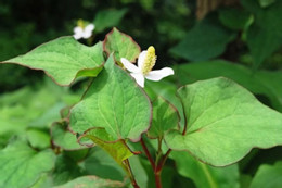 Loại lá rẻ bèo uống thay nước lọc cực tốt cho hệ tiêu hóa Loại rau gia vị phải ‘bịt mũi