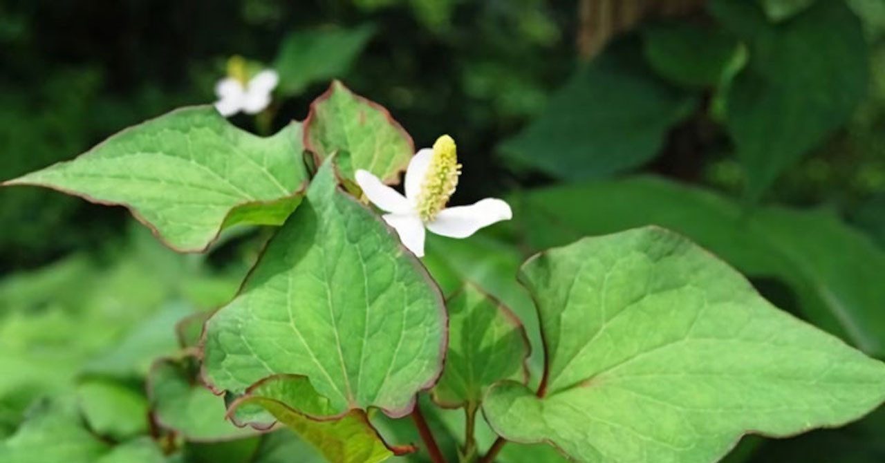 Loại rau gia vị phải ‘bịt mũi" khi ăn nhưng lợi tiểu, hỗ trợ thải độc gan