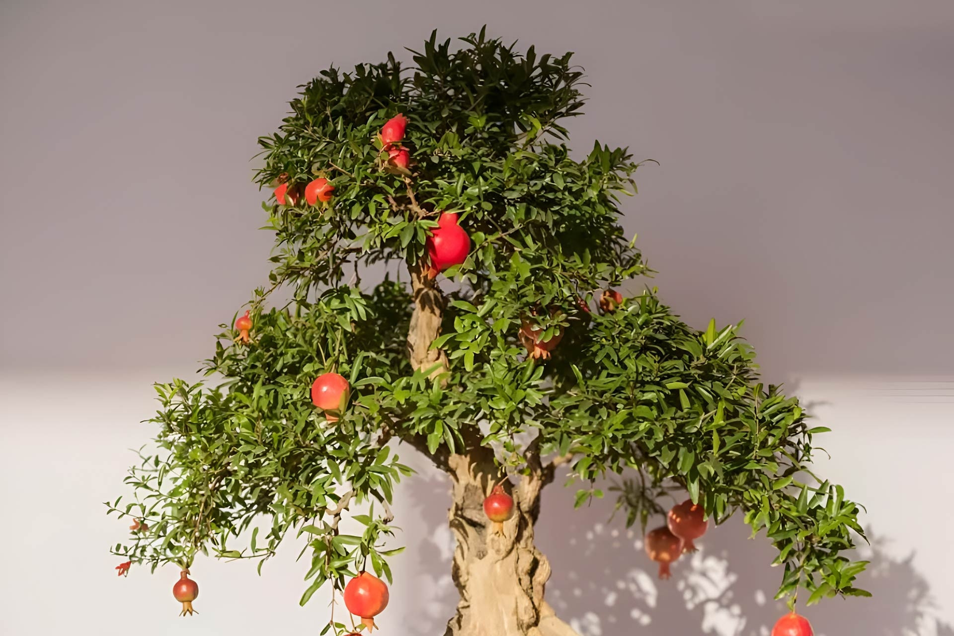 4 chậu bonsai nhỏ xinh vừa làm cảnh vừa hút tài lộc cho căn hộ