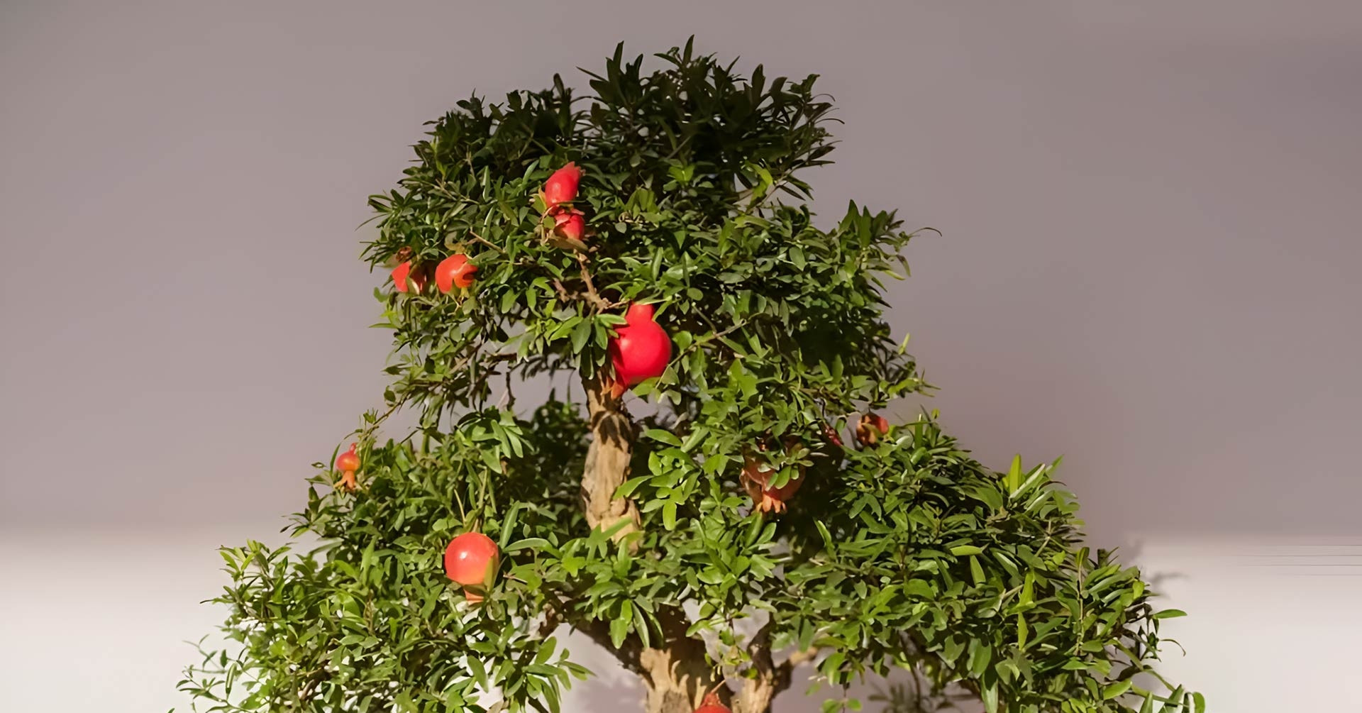 4 chậu bonsai nhỏ xinh vừa làm cảnh vừa hút tài lộc cho căn hộ