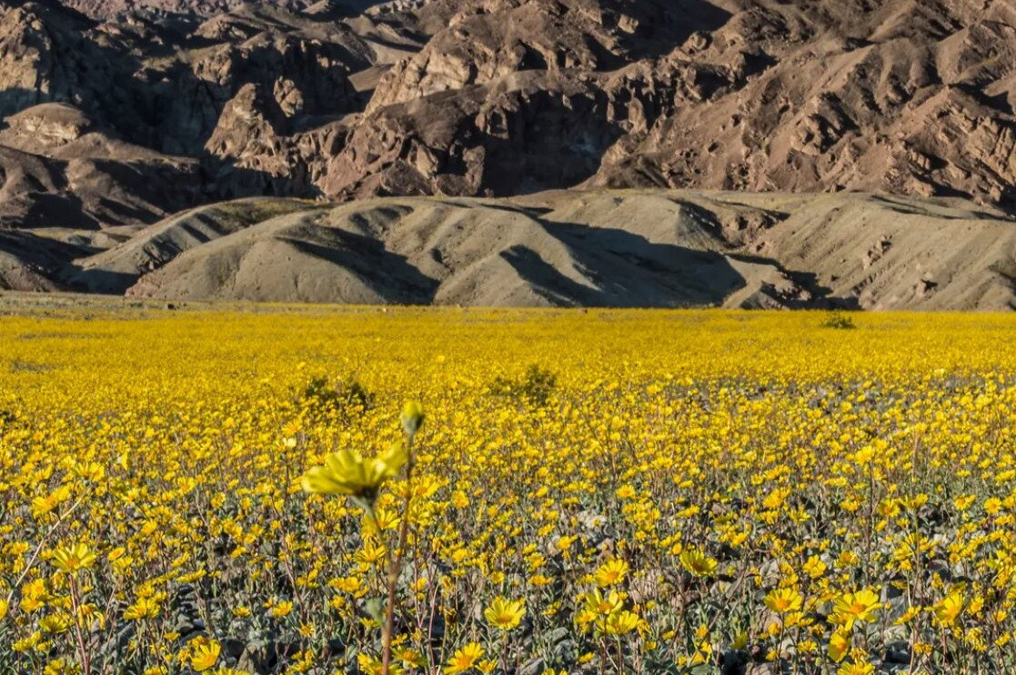 Cảnh tượng hiếm thấy ở Thung lũng Chết sau 10 năm