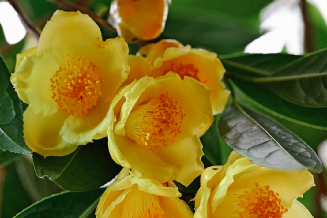 Loài cây mang sắc vàng phú quý, nhiều gia đình trồng trước nhà hút tài lộc