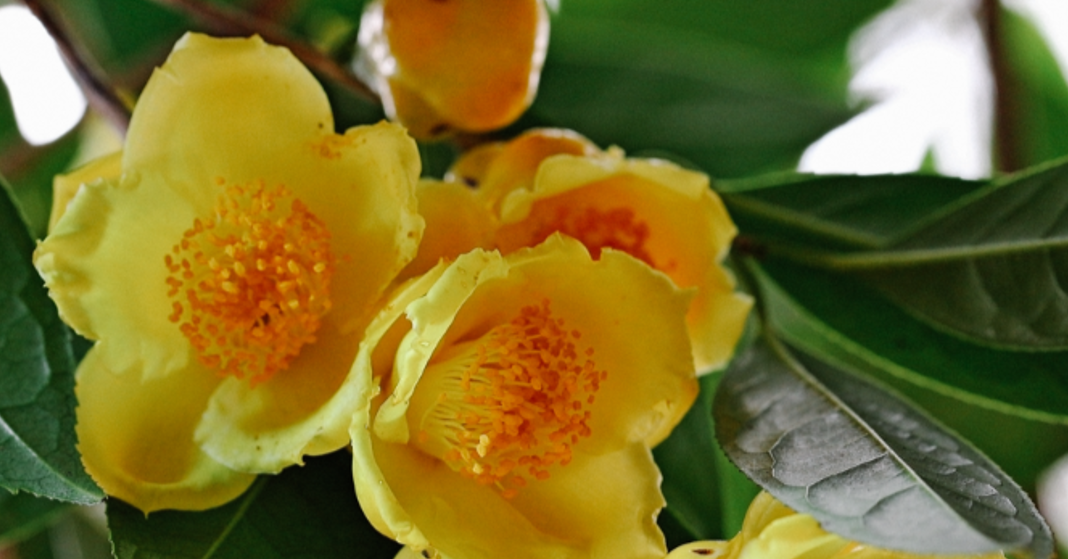 Loài cây mang sắc vàng phú quý, nhiều gia đình trồng trước nhà hút tài lộc