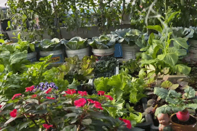 Vợ chồng Đà Nẵng biến sân thượng 60m² thành vườn rau trái, thu hoạch 'mỏi tay'