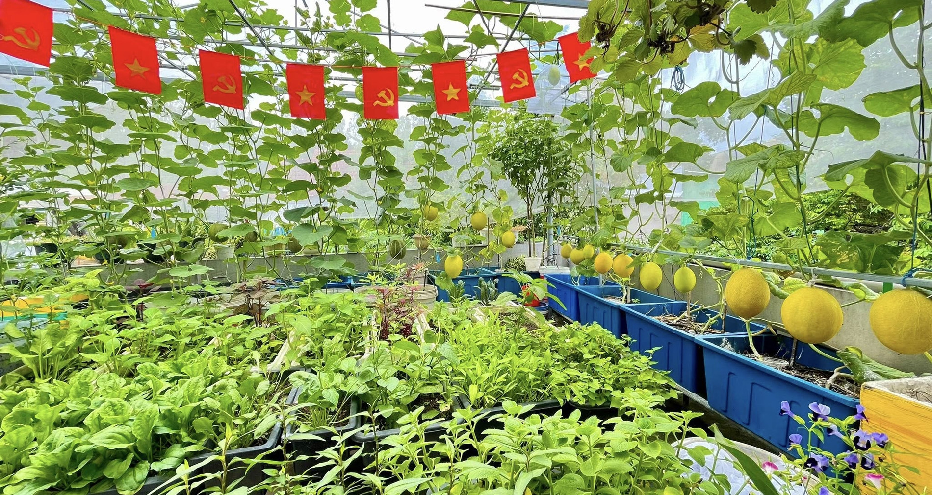 Vợ chồng Đà Nẵng biến sân thượng thành khu vườn 60m2, tự cung cấp rau trái quanh năm