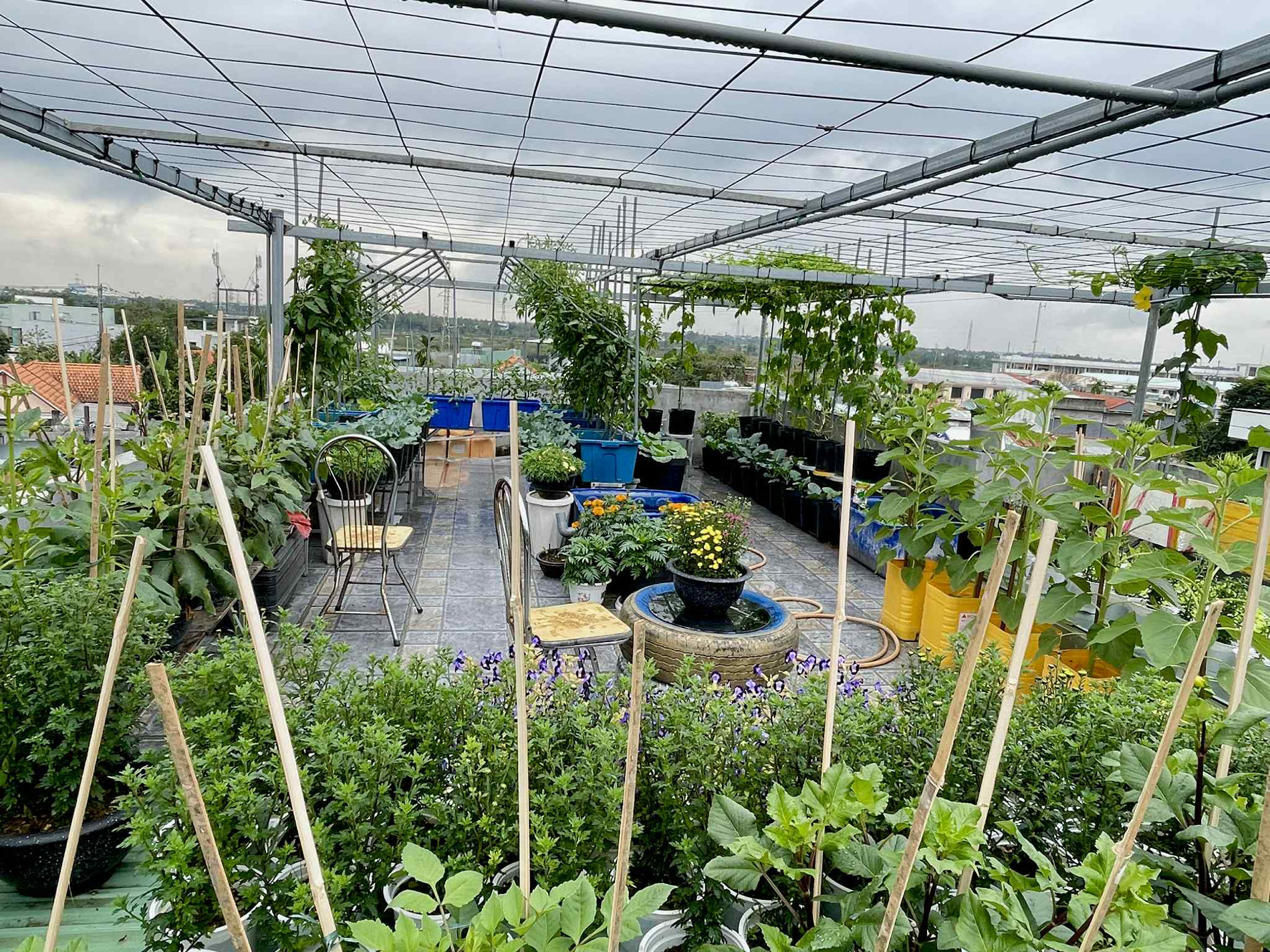 vuon san thuong Da Nang